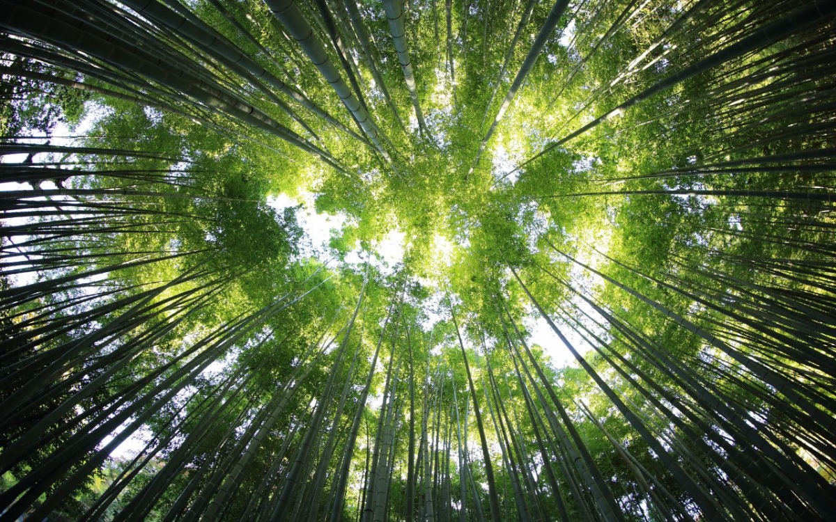 Doğanın İyileştirici Gücü: Orman Terapisi Nedir?