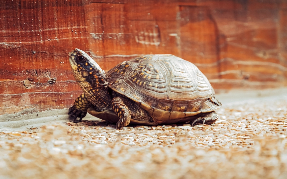 Yavru Kaplumbağalar Nasıl Beslenir?