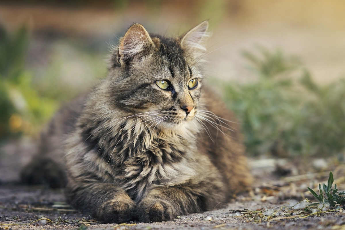 Kediler Hakkında Az Bilinen 10 Şey