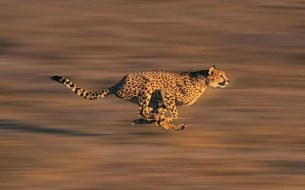 Dünyanın En Hızlı Hayvanı Hangisidir?