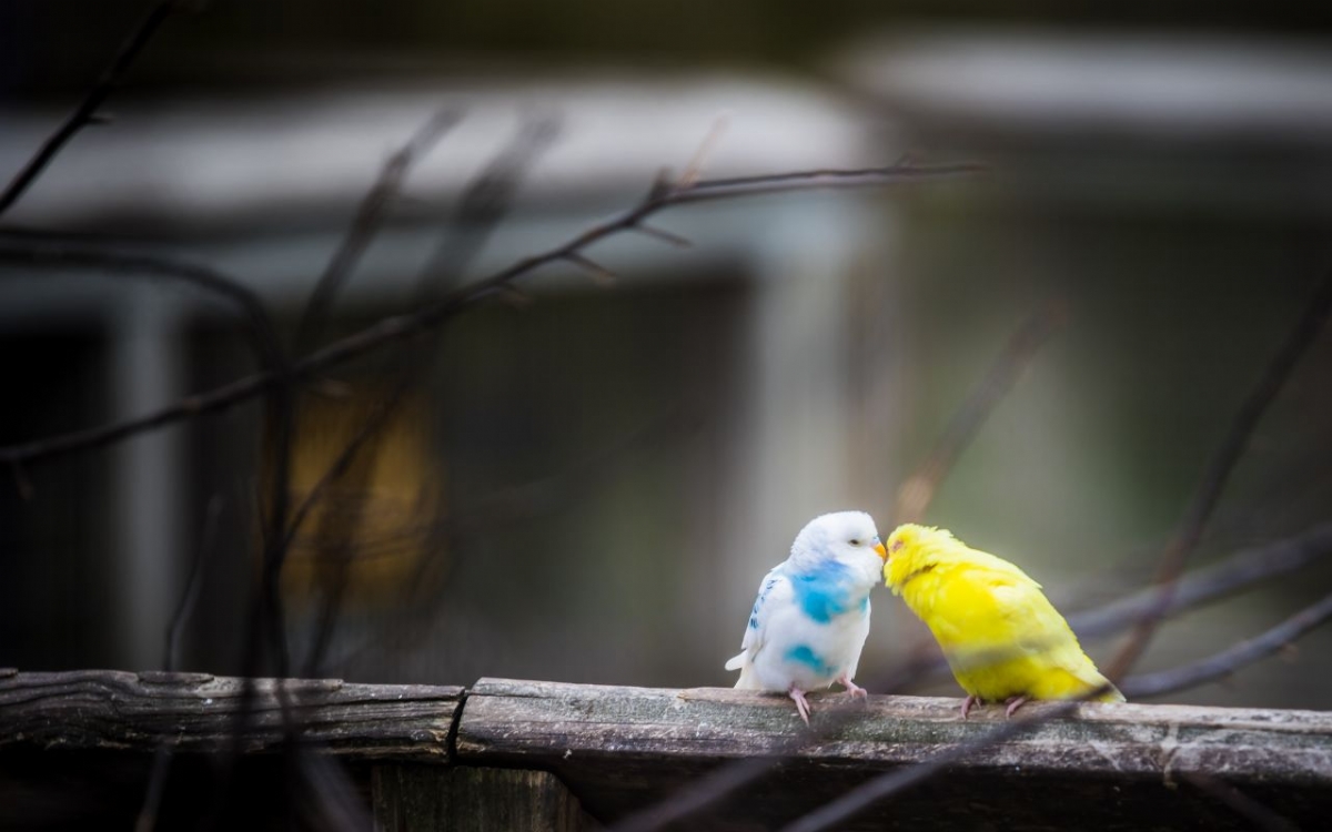Muhabbet Kuşlarına Konuşma Öğretmek: Sabır ve Strateji