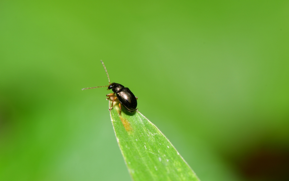 Dünyanın En Küçük Böceği