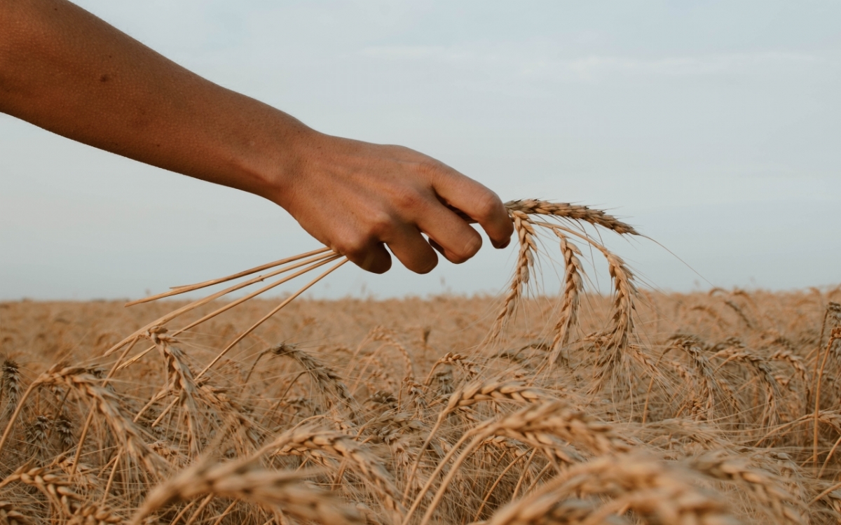 Rusya'nın Tahıl Anlaşmasından Çıkması Asya'daki Gıda Fiyatlarını Nasıl Etkileyecek ?