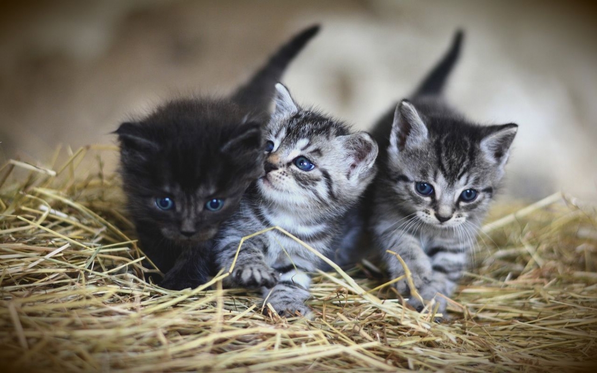 Kedilerin Gizli Dünyası: Az Bilinen Davranışları ve Anlamları